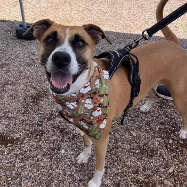 Ghostly Outlaws Over the Collar Pet Bandana