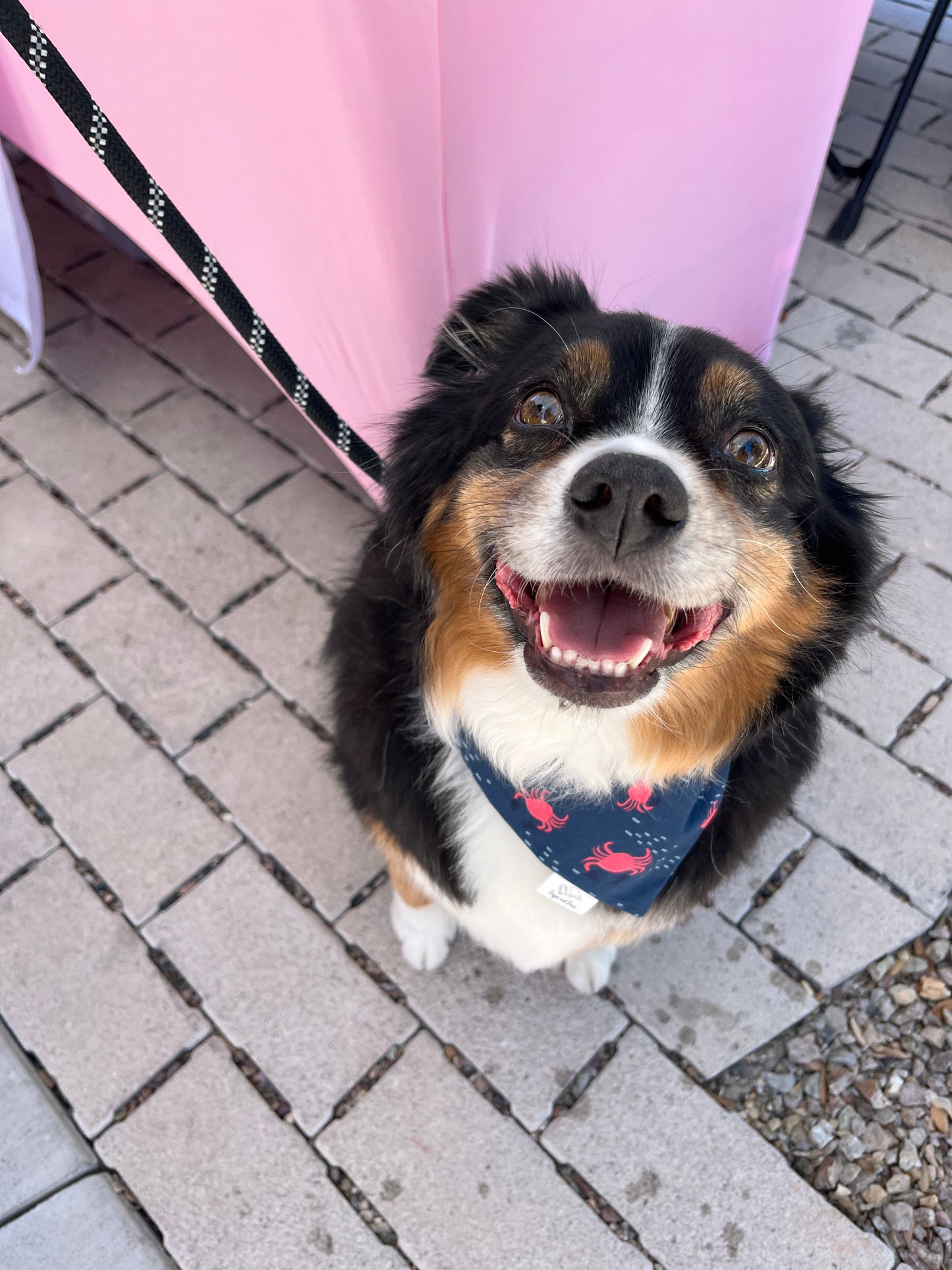 Crabby Feelings Over the Collar Pet Bandana