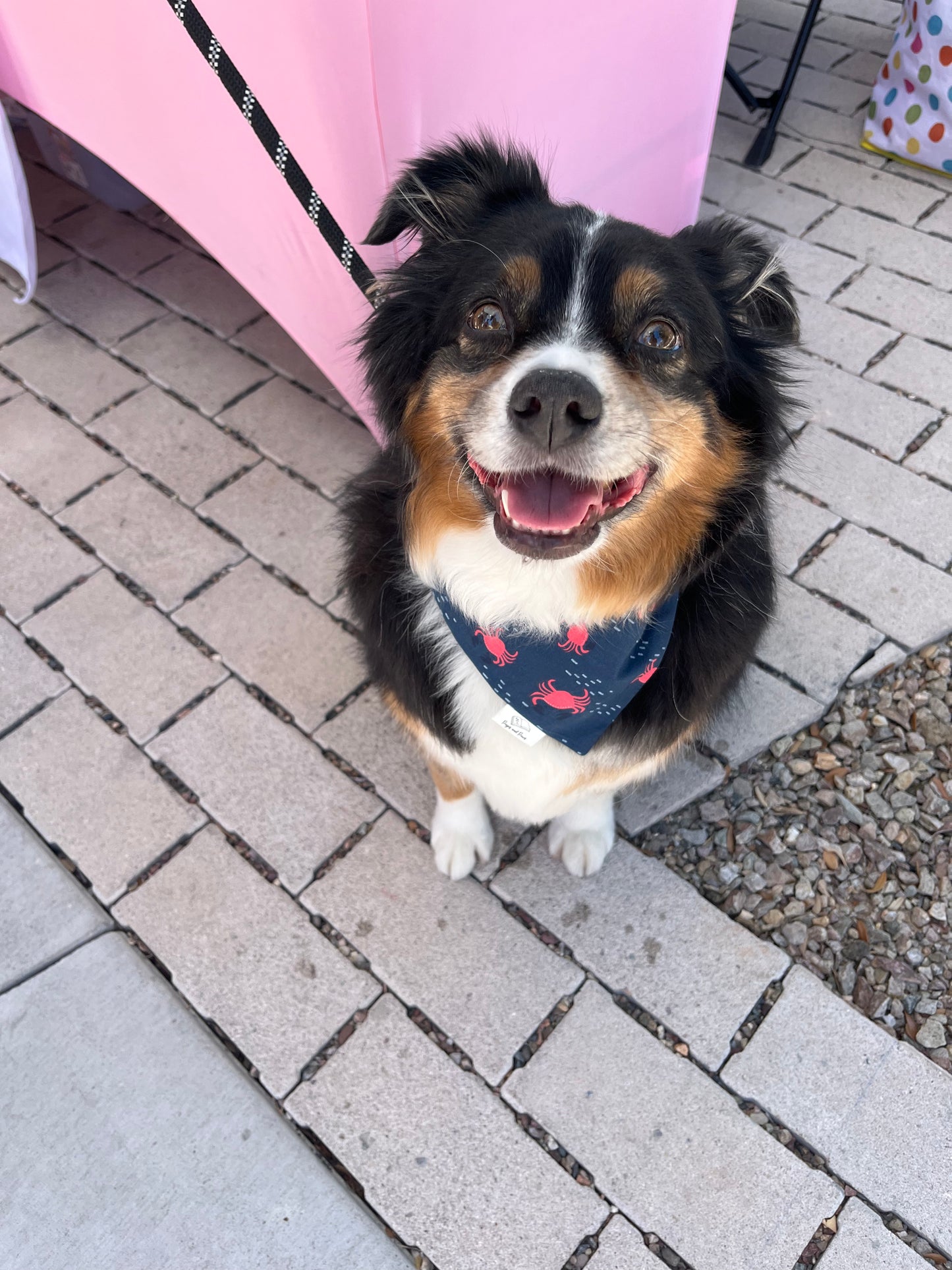 Crabby Feelings Over the Collar Pet Bandana