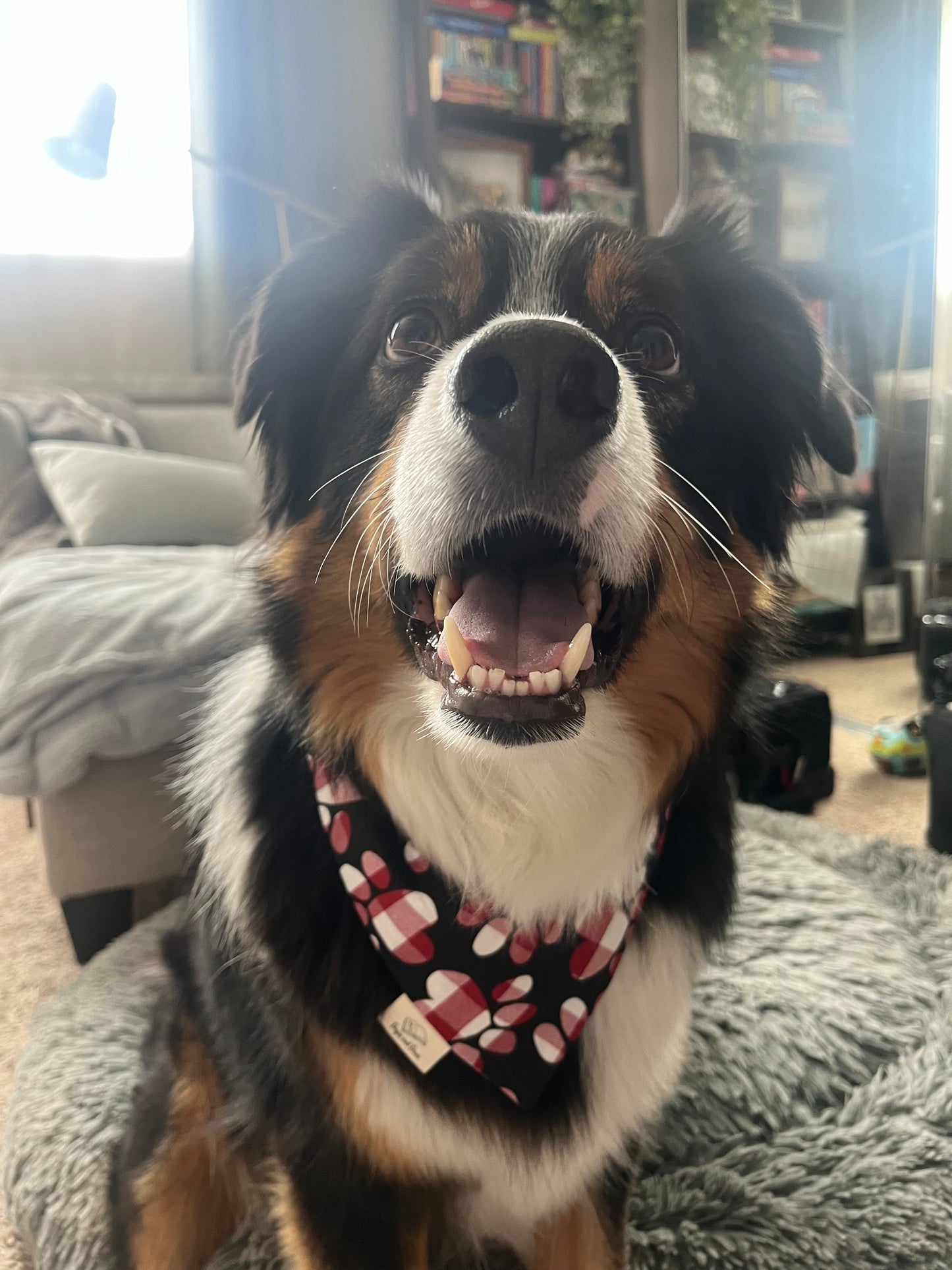 Checkered Paws Over the Collar Pet Bandana
