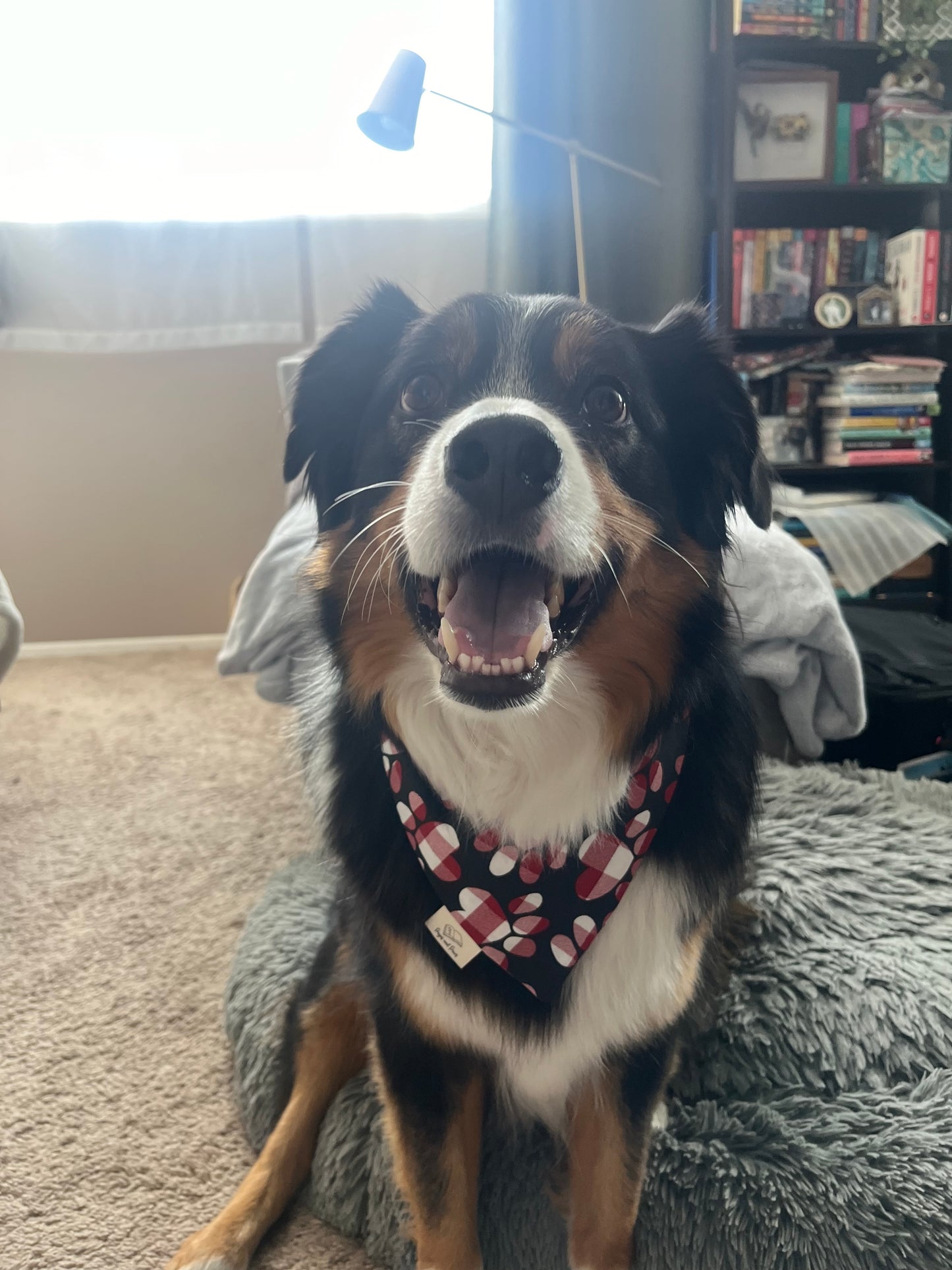 Checkered Paws Over the Collar Pet Bandana
