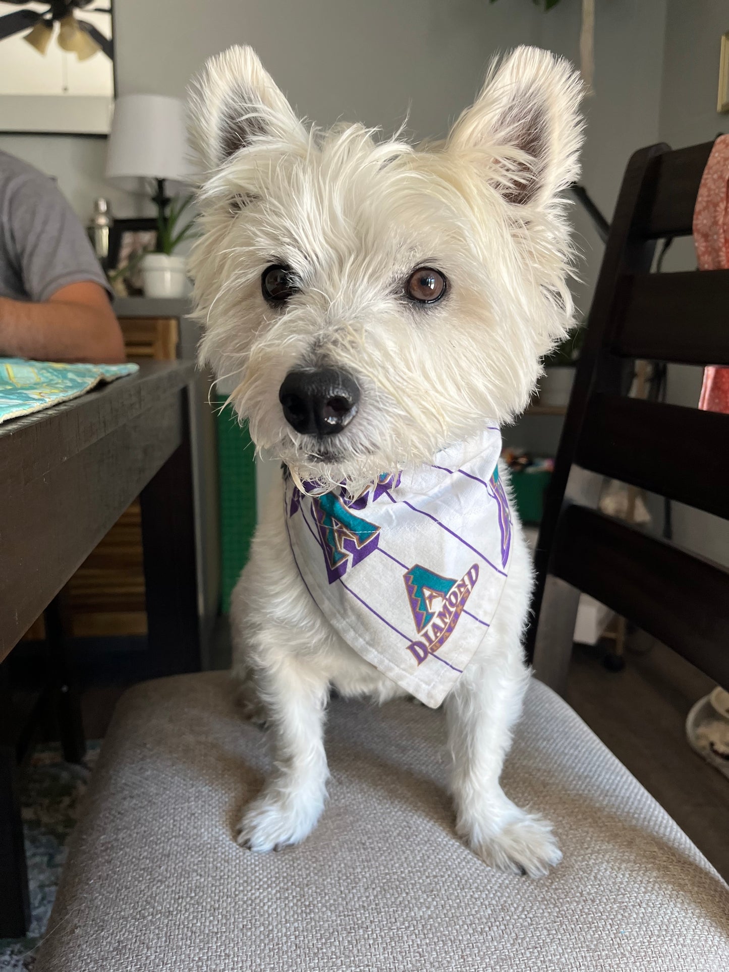 Classic Diamondbacks on White Over the Collar Pet Bandana