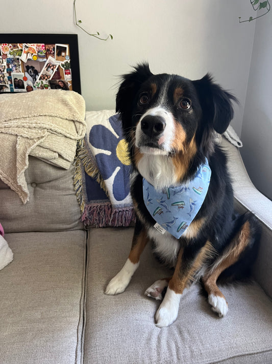 Oh Whale Over the Collar Pet Bandana